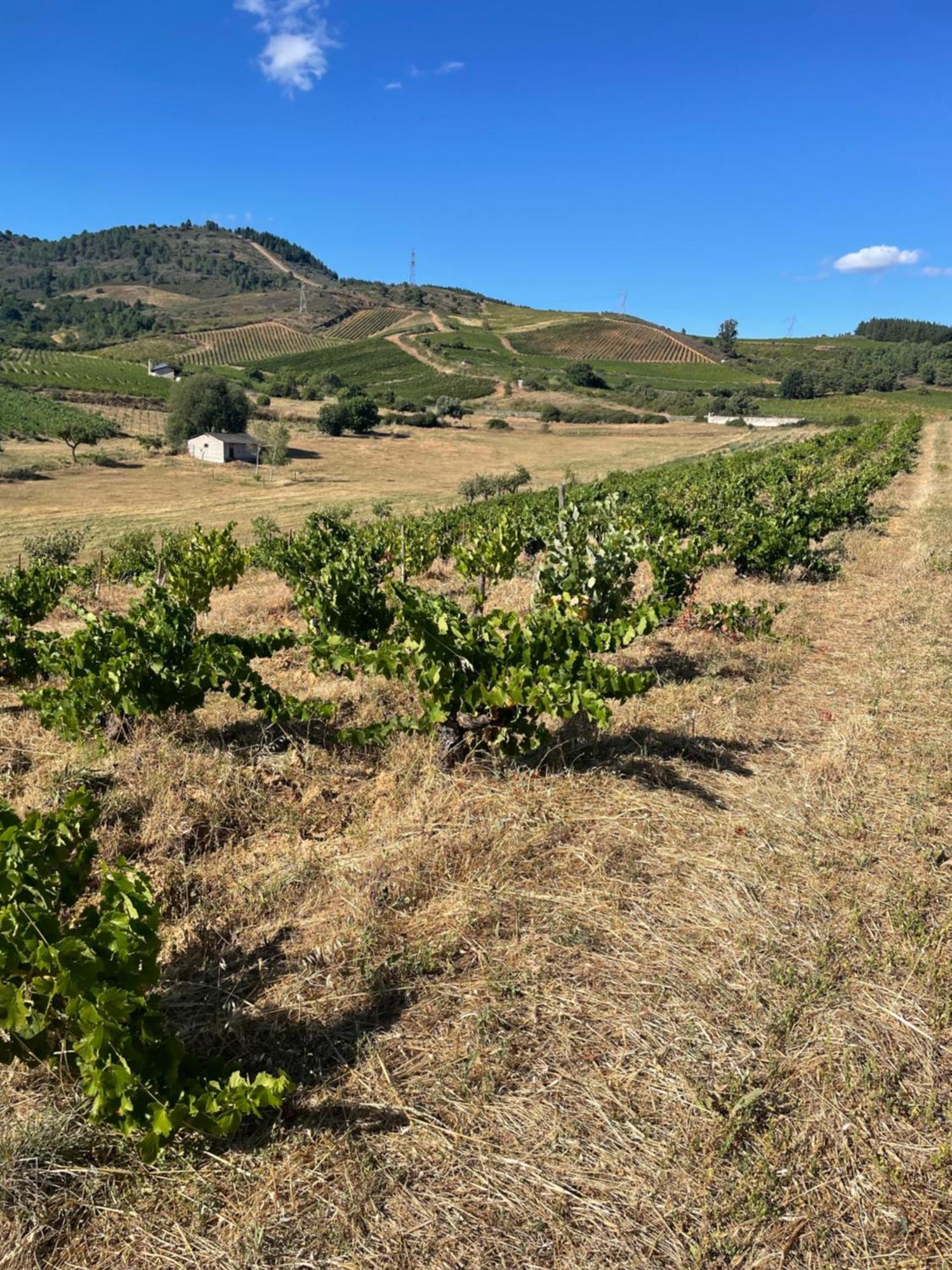 Boutique Finca Esencial Вільяфранка-дель-Б'єрсо Екстер'єр фото